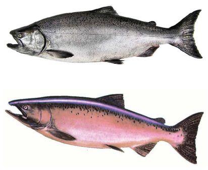 King Salmon – Chinook Salmon 