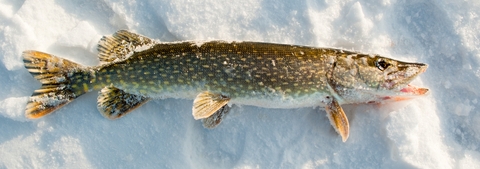 Pike on Ice 